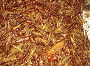 Foto resep Belalang goreng tumis pedas manis