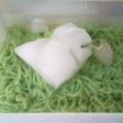 Cendol