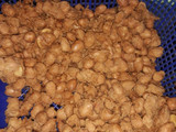 Kacang keriting manis