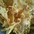 Peyek kacang renyah