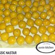 Classis nastar