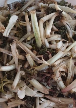 عکسی از دستور ترشی منده