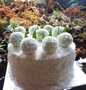 Cara Gampang Membuat KLEPON CAKE (with pandan chiffon cake), Lezat