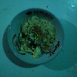 Mie Rebus Sosis Sederhana