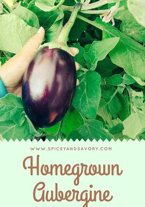 A picture of Smoked Aubergine.