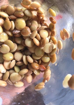 Una foto de Germinar lentejas