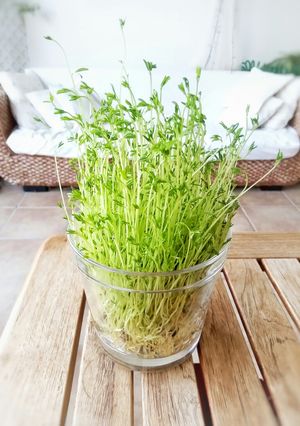 Una foto de Lentejas germinadas