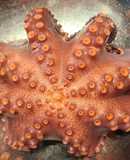 Como cocer un pulpo 🐙