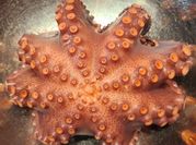 Una foto de pulpo al ajo