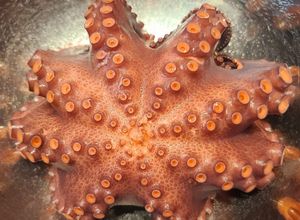 Una foto de Como cocer un pulpo 🐙