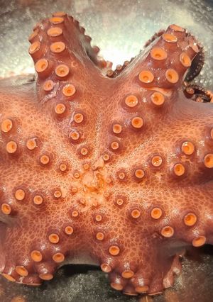 Una foto de Como cocer un pulpo 🐙