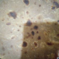 A picture of How to fry soft chapatis.