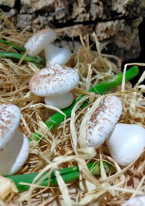 Une photo de Meringues champignons 🍄