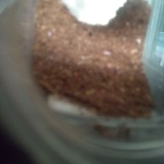 A picture of Meat masala.