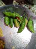 Potato Chilly Bites