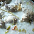 Garang asem ayam