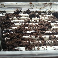 A picture of Oreo Ice-cream.