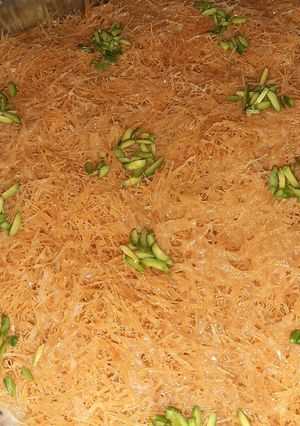 عکسی از دستور دسر شعریه