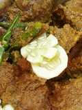 Mustard 'Rui' Fish Curry