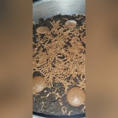 A picture of Oreo Cheescake.
