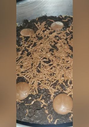 A picture of Oreo Cheescake.
