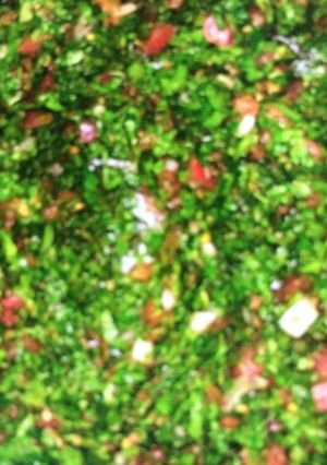 صورة لوصفة تبولة سورية 😋😋😋