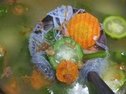 Gambar sop gambas
