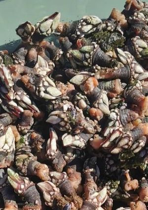 Foto de Percebes Cozidos