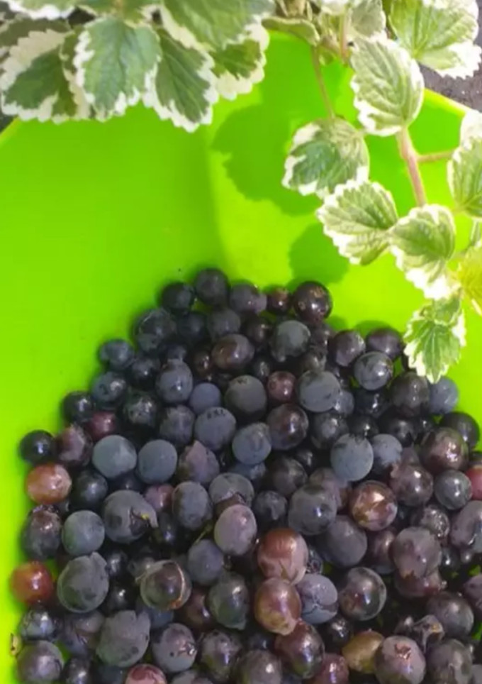 Una foto de Jugo de uva espeso🍇