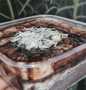 Resep Brownies Lumer Menu Enak Dan Mudah Dibuat