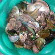Kerang hijau jamur Saus Tiram