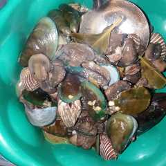 รูปของ Kerang hijau jamur Saus Tiram