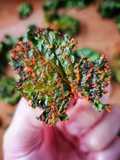เคลอบกรอบ Kale chips