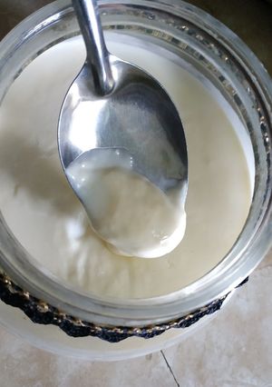 Foto resep Yogurt Homemade dari susu sapi segar