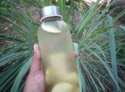 Gambar infuse water serai