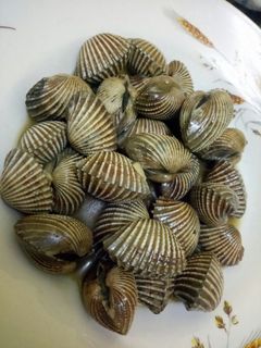 Foto resep Kerang Dara Saus Mentega