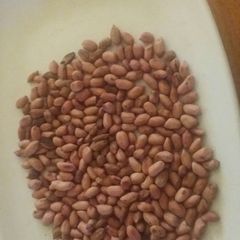 A picture of Roasted groundnuts.