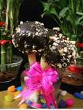 વોલનટ્સ પોપ્સ (Walnut Pops Recipe in Gujarati)