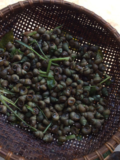 Hình của món Ốc cái luộc (ốc ruộng).