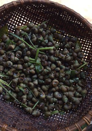 Hình của món Ốc cái luộc (ốc ruộng).