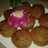 Csokis muffin