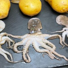 A picture of Mini Octopus Recipe.