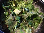 A picture of peppermint leaves