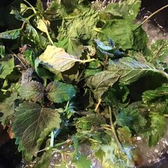 A picture of California Farm Mint Jelly.