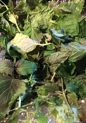 A picture of California Farm Mint Jelly.