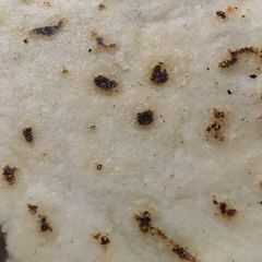 A picture of Samak ka dhoda.