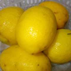 تحضيرالليمون 🍋 لشهر رمضان الكريم-レシピのメイン写真
