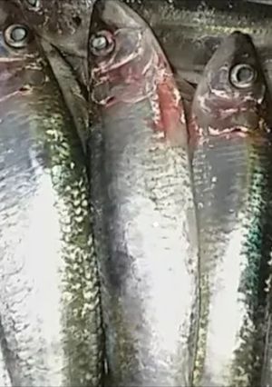 صورة لوصفة تخليل السردين على اصول