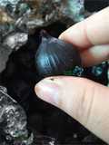 Homemade Black Garlic