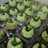 Bolu Pandan Mini Kukus 🌿